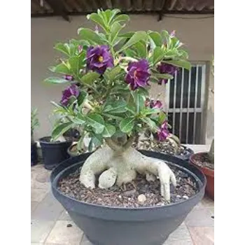 adenium plant (10)-5406015-96098.webp